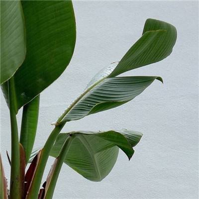 唱响开放合作“协奏曲”