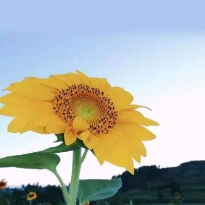 皮尔磁信息安全咨询现采用标准C...