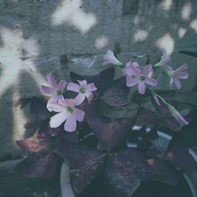 科创综指ETF景顺(589890)涨3.11%,成交额586.83万元